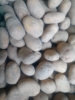 Kartoffeln mehligkochend (Agria)