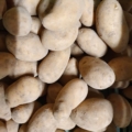 Bio-Kartoffeln festkochend